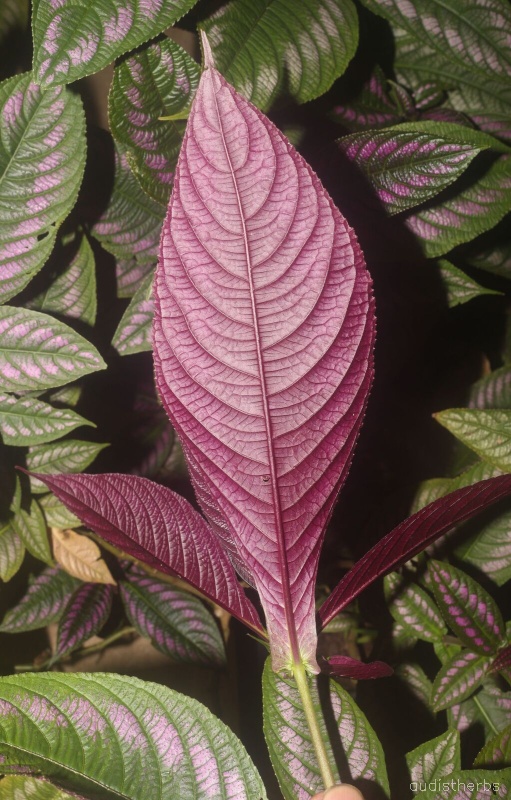 Perilepta auriculata leaf2.jpg